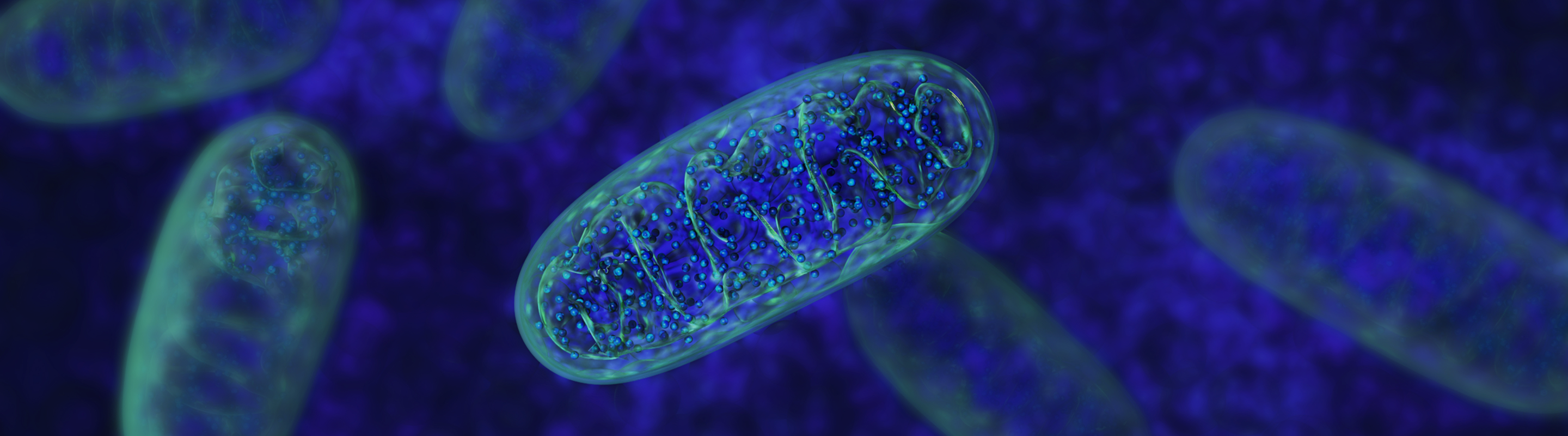 What Is Mitochondrial Health? Energy, NAD+, and the Science of Aging
