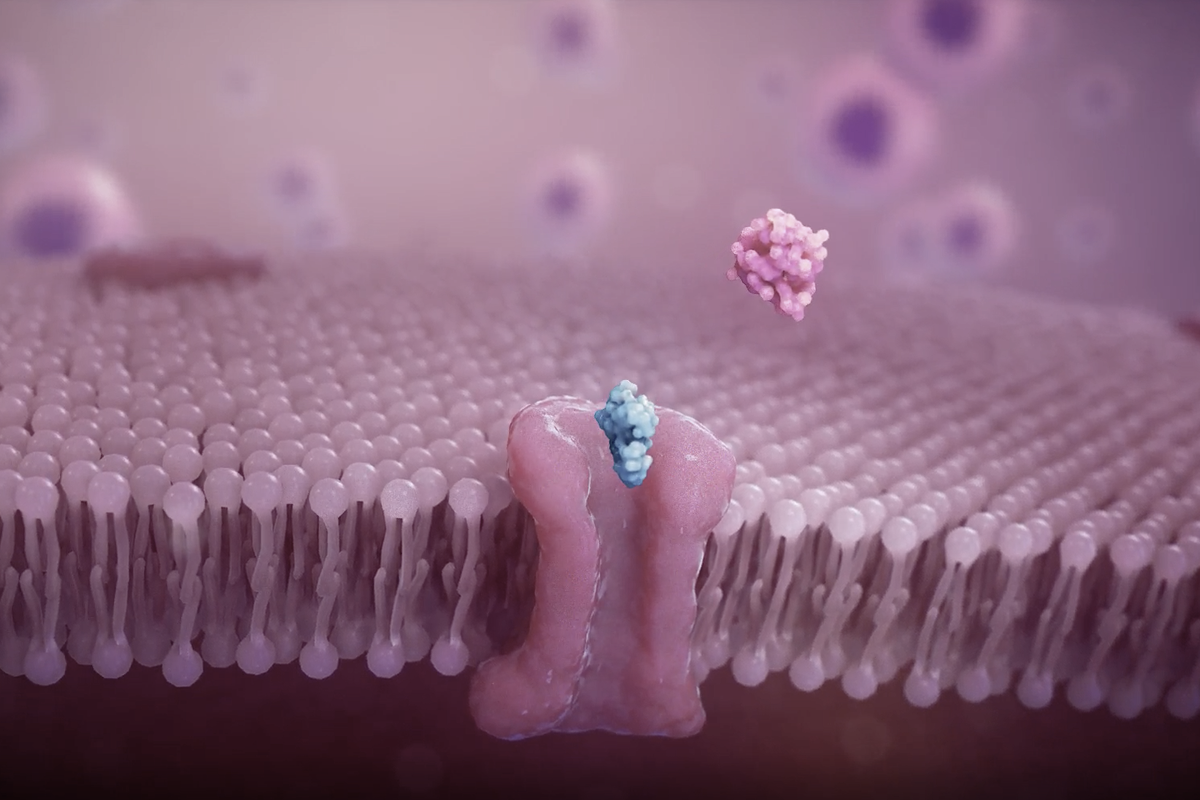 Molecular illustration near a cell membrane showing NAD+ precursor transport pathways.