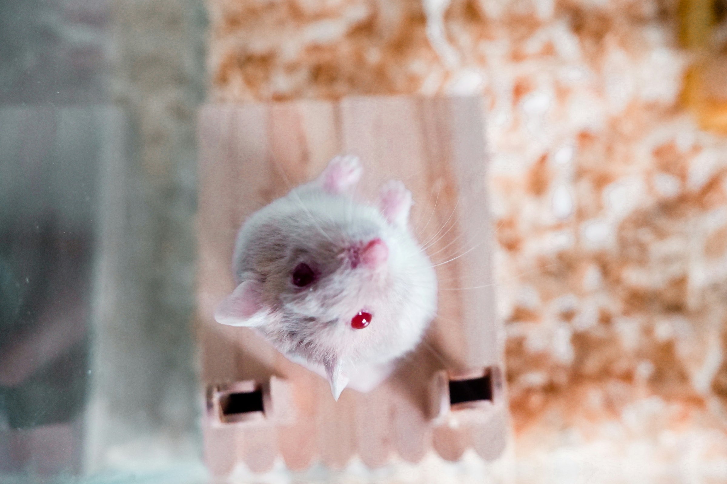 Laboratory mouse representing NAD+ and nicotinamide riboside (NR) preclinical research in autism models.