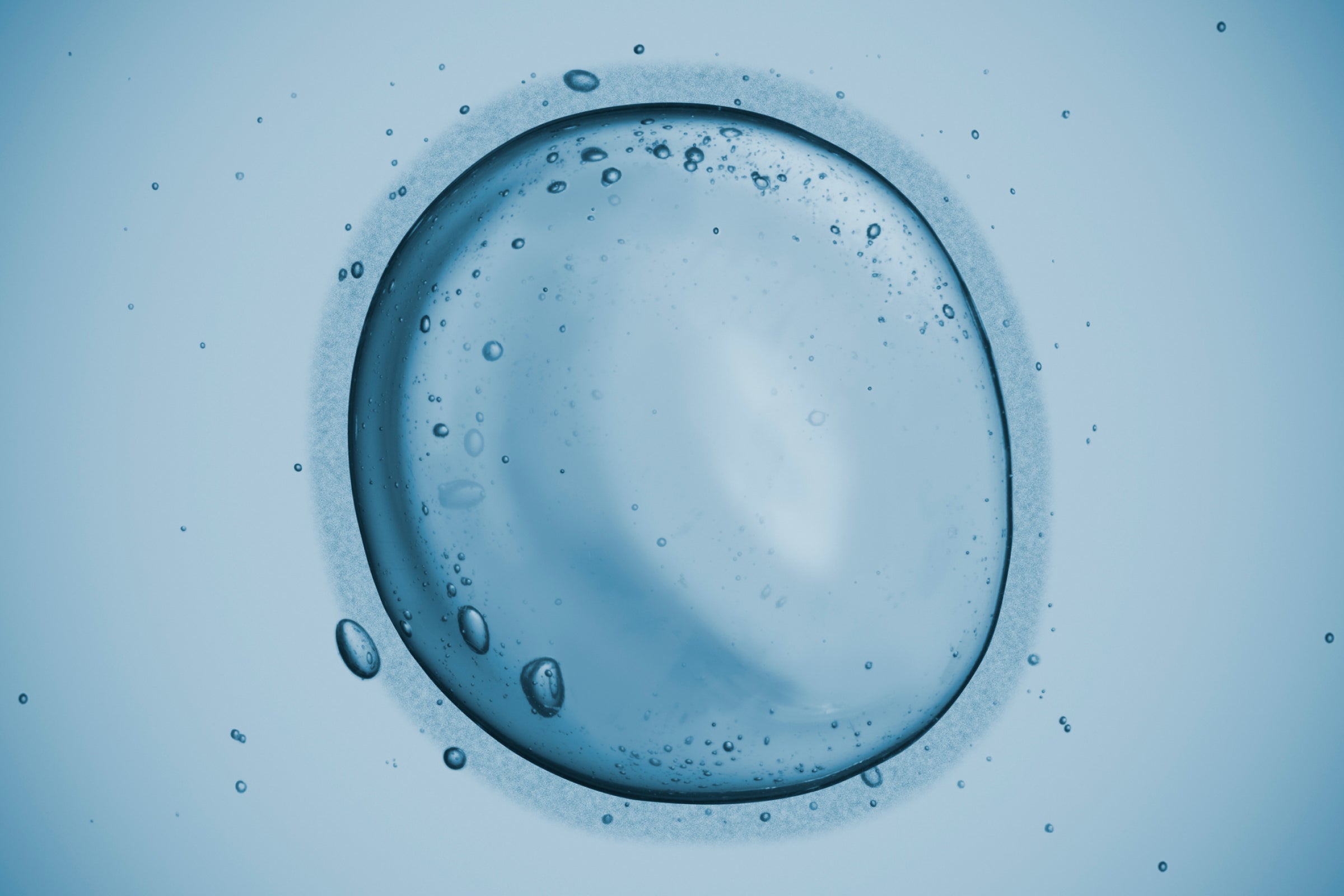 Detailed microscopic cell illustration symbolizing endothelial protection research involving nicotinamide riboside (NR).