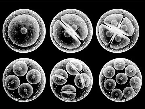 Raising NAD+ Levels May Support Mitochondrial Health and Fertility in Aging