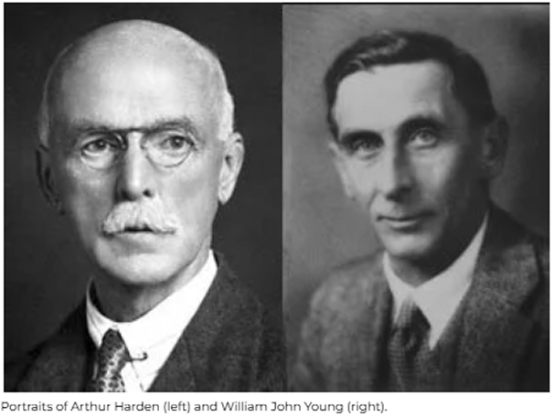 Portraits of Arthur Harden and William John Young, pioneers in NAD+ discovery in 1906.