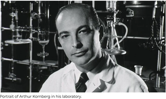 Portrait of Arthur Kornberg in his laboratory, discovering the first enzyme involved in NAD+ biosynthesis in 1948.