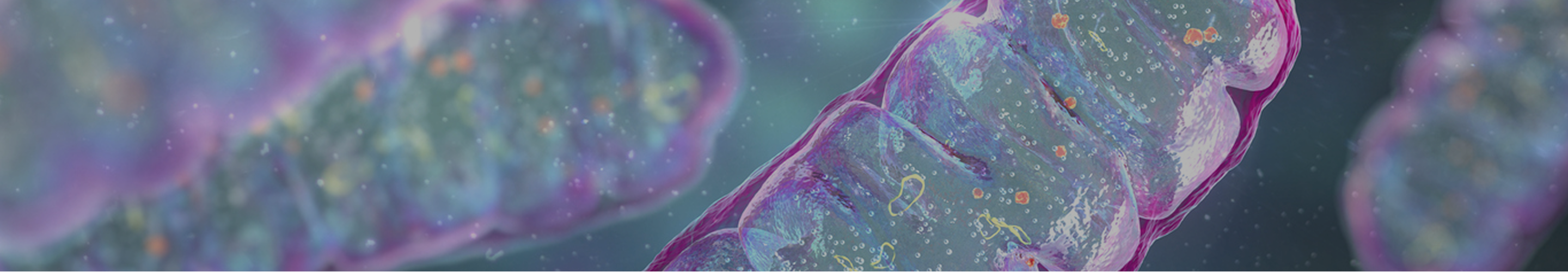Illustration of mitochondria, representing the role of NAD+ in cellular energy production and repair.
