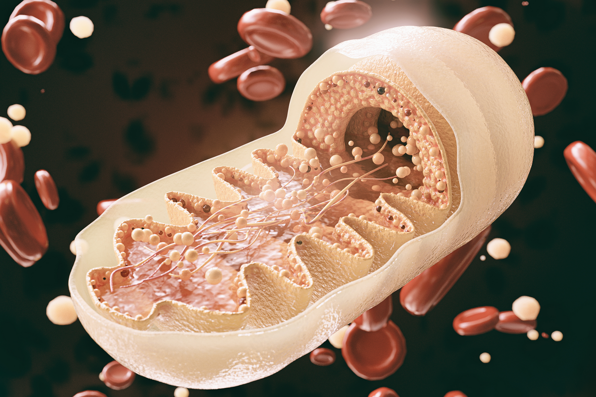 Illustration of mitochondria, representing research into mitochondrial function, mitochondrial DNA disease, NAD+ metabolism, and nicotinamide riboside.