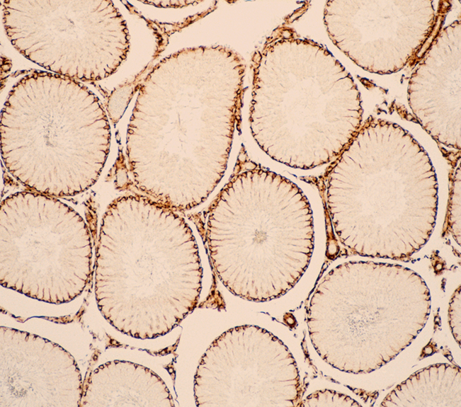 Cross-section of cells symbolizing nicotinamide riboside (NR) supplementation and its association with NAD+ levels.