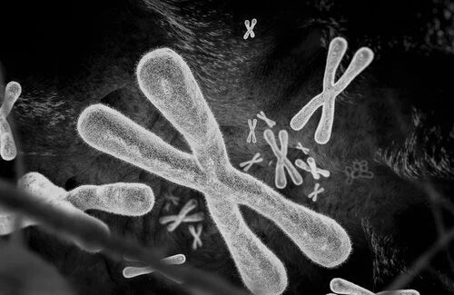 Re-Balancing NAD+ Metabolism Blunts the Impact of Telomere Dysfunction in Human Cells, Mice