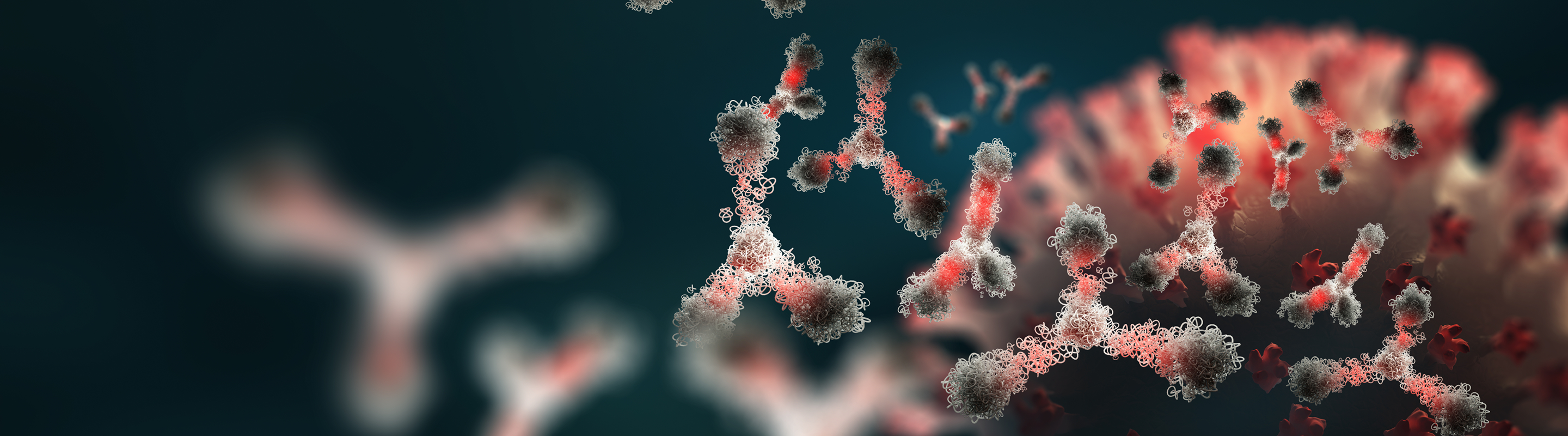 Illustration of antibodies representing autoimmune disease and NAD+ metabolism.