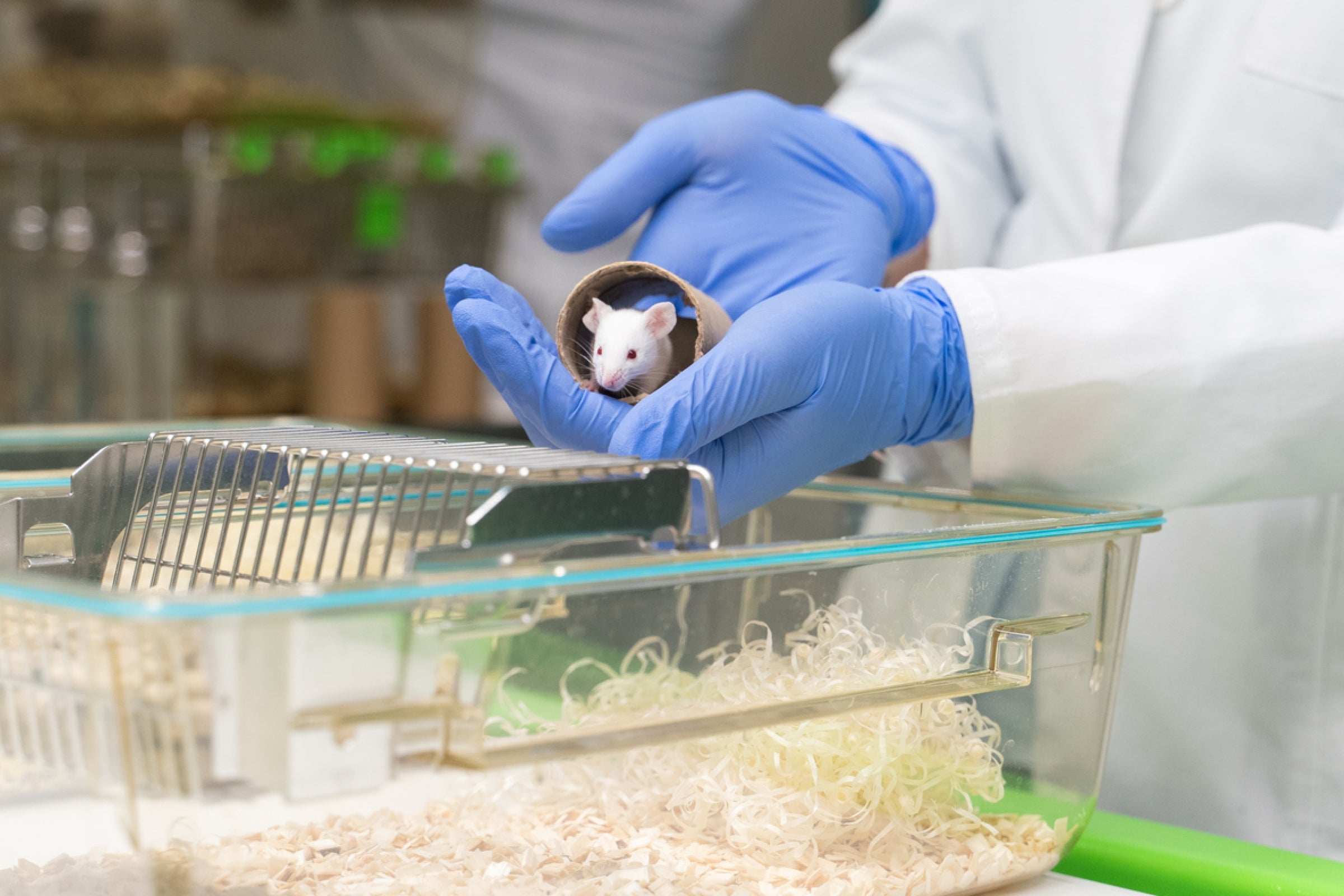Gloved scientist holding mouse symbolizing NR circadian rhythm study.