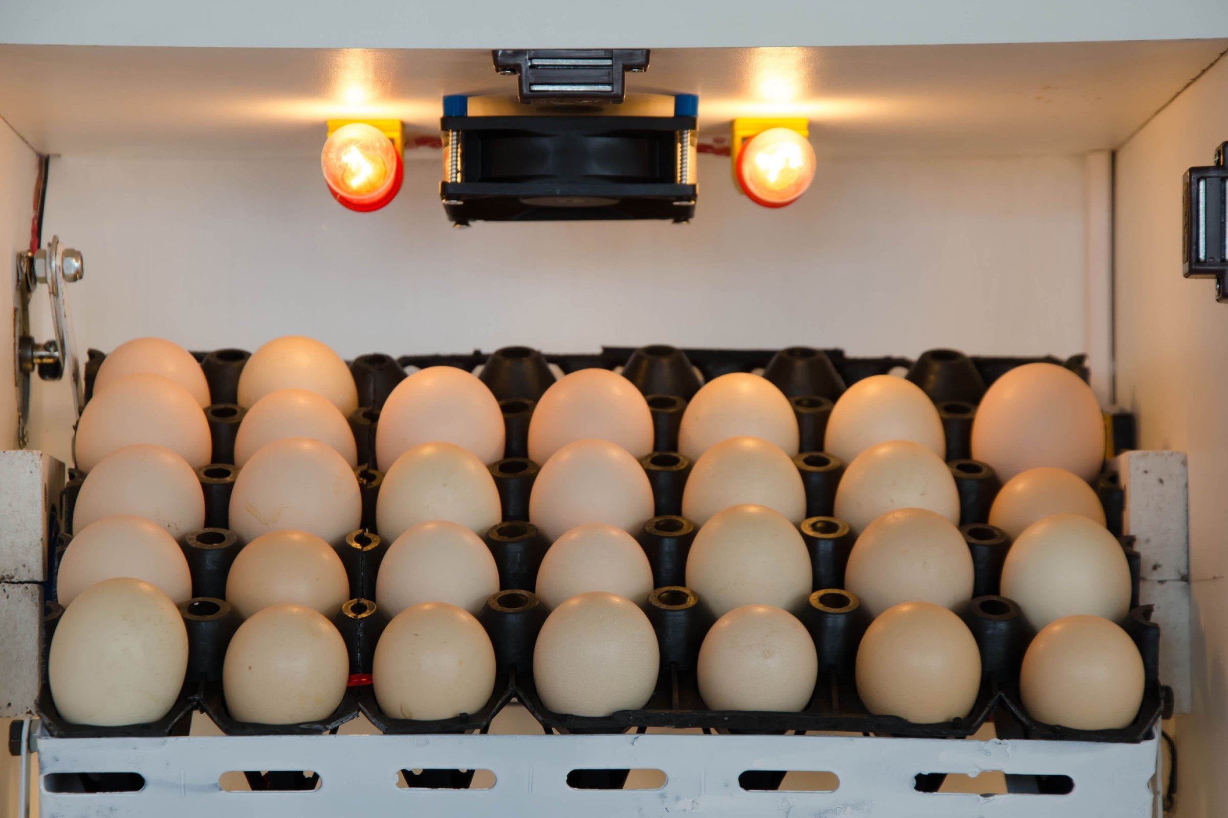 Eggs in laboratory incubator representing nicotinamide riboside (NR) agricultural study on poultry growth.