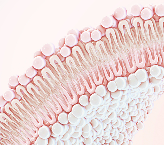 Cell membrane illustration representing NAD+ pathways and nicotinamide riboside (NR) supplementation research.