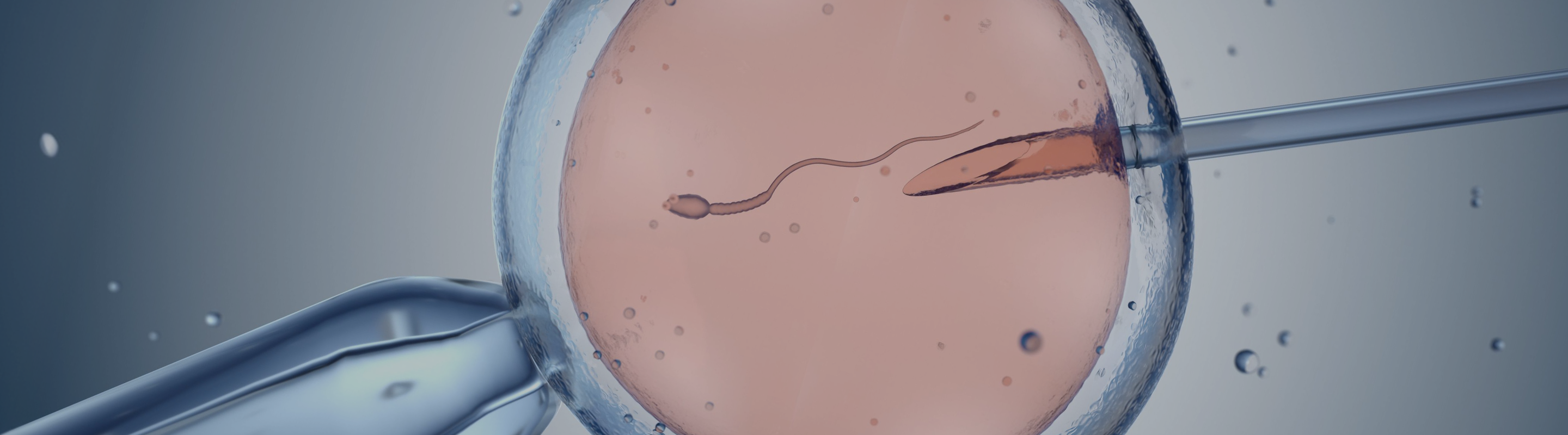 Illustration of in vitro fertilization representing the role of NAD+ in fertility and reproduction.