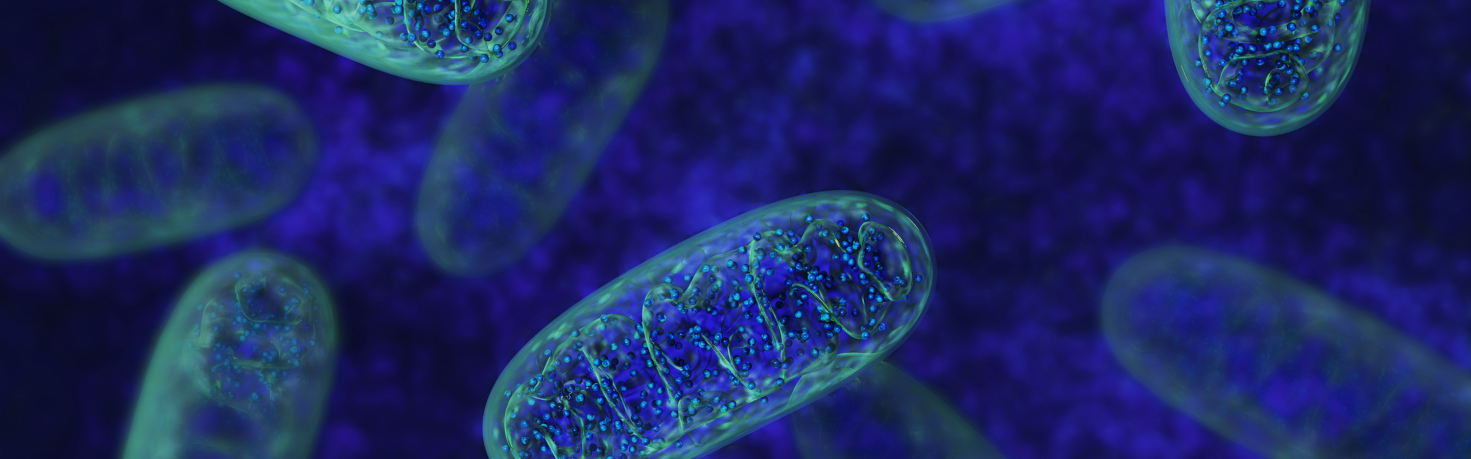 Illustration of mitochondria representing NAD+'s role in mitochondrial health and cellular energy production.