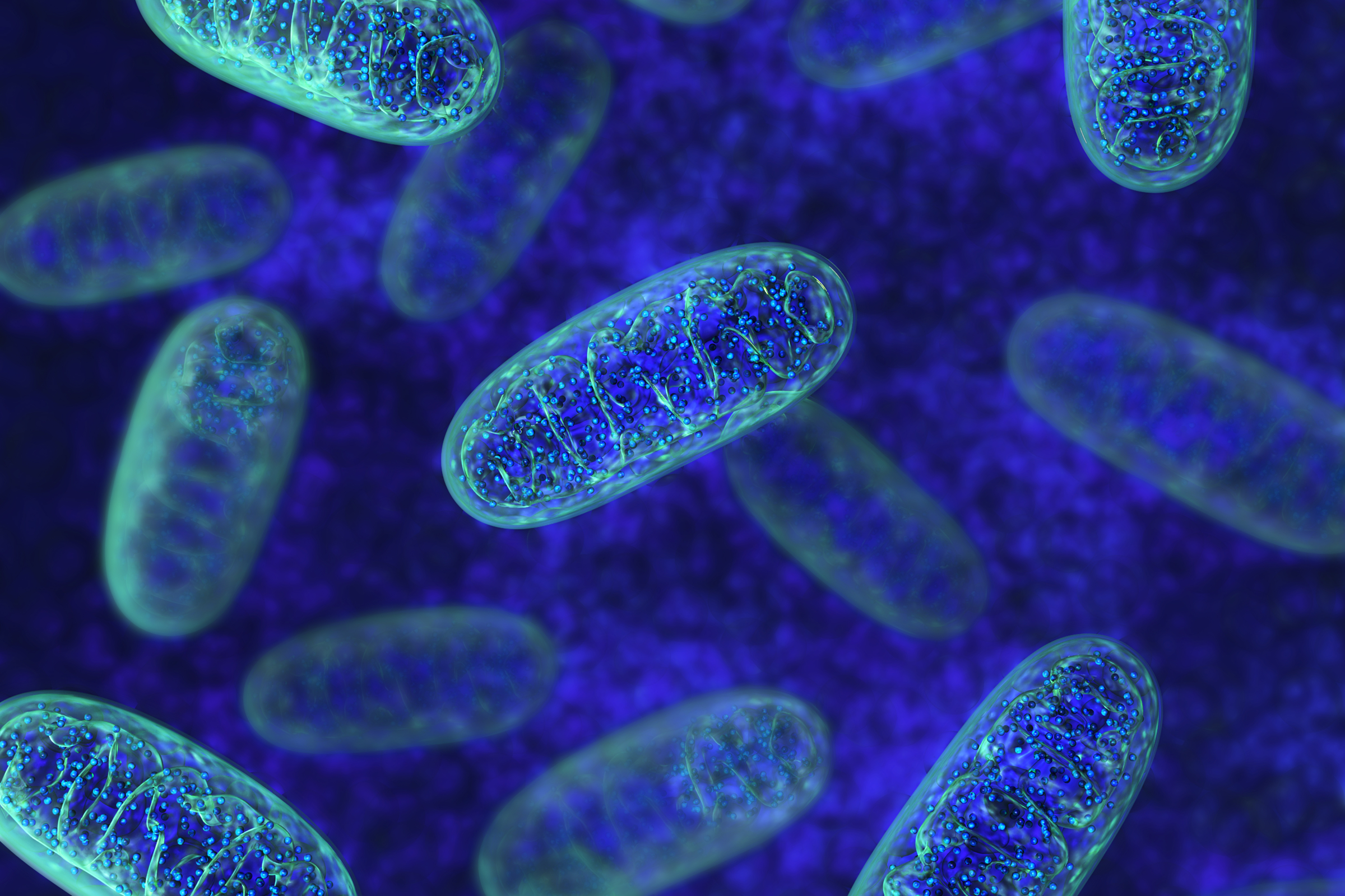 Illustration of mitochondria representing NAD+'s role in mitochondrial health and cellular energy production.
