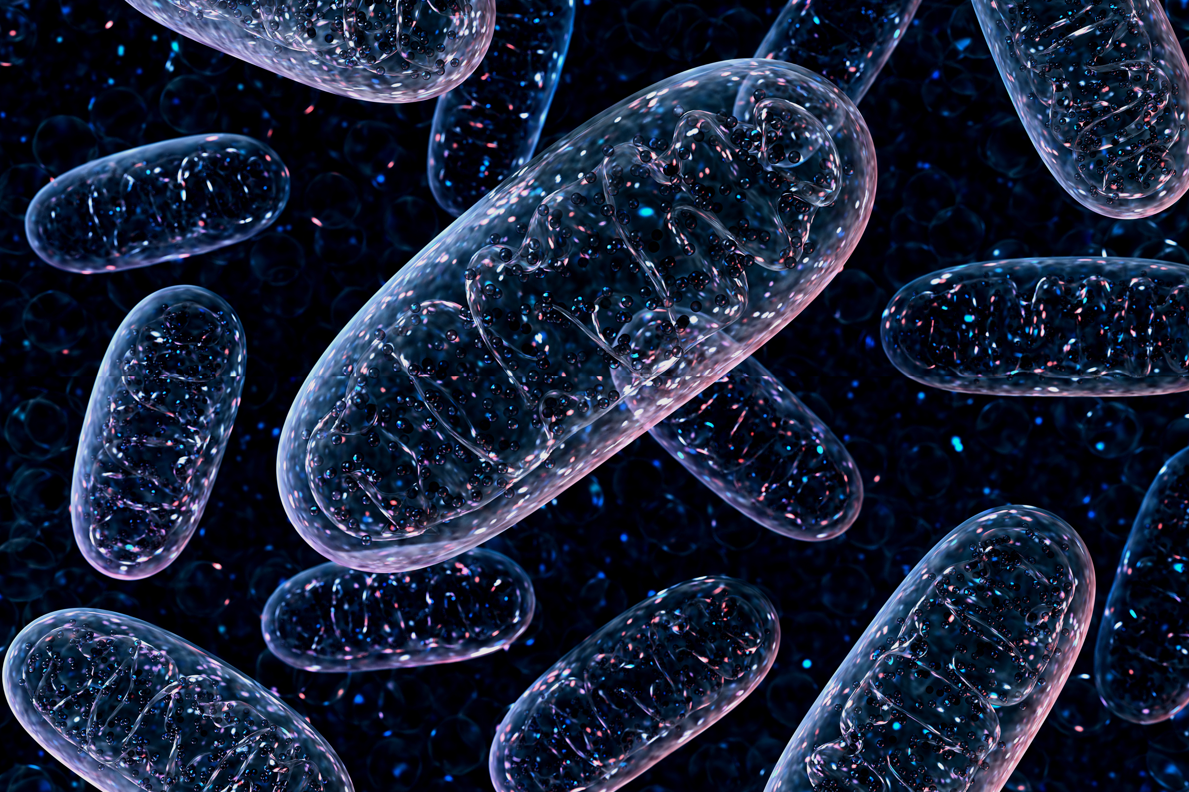 Illustration of mitochondria representing NAD+ production in a head-to-head comparison of NR vs. NMN based on human clinical research.